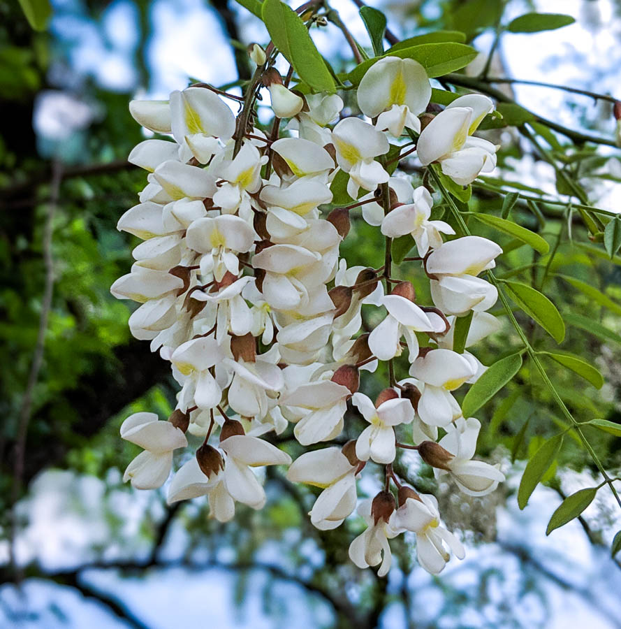 Edible Black Locust Flowers (Robinia pseudoacacia)