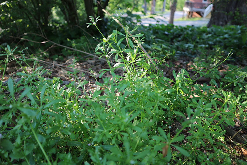 Cleavers For Green Juice Recipe