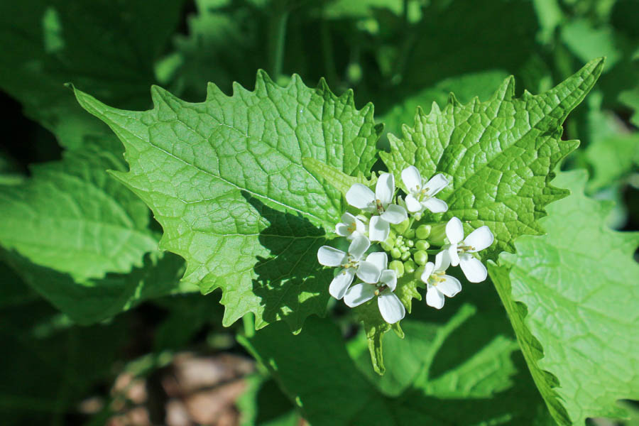 Garlic Mustard in Flower