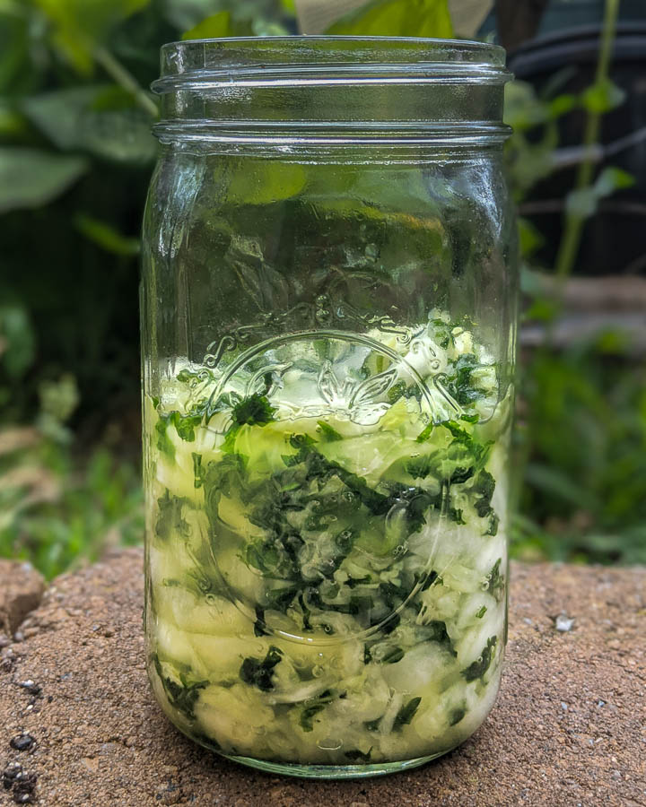 Plain Garlic Mustard Sauerkraut