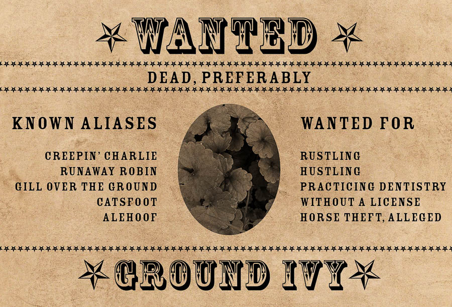 Ground Ivy Wanted Poster