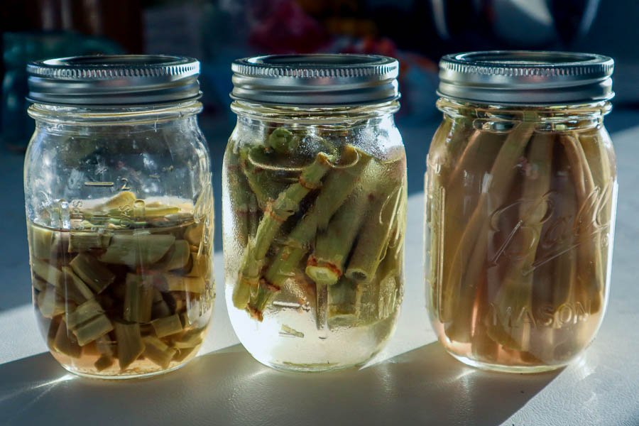 Three knotweed pickle experiments