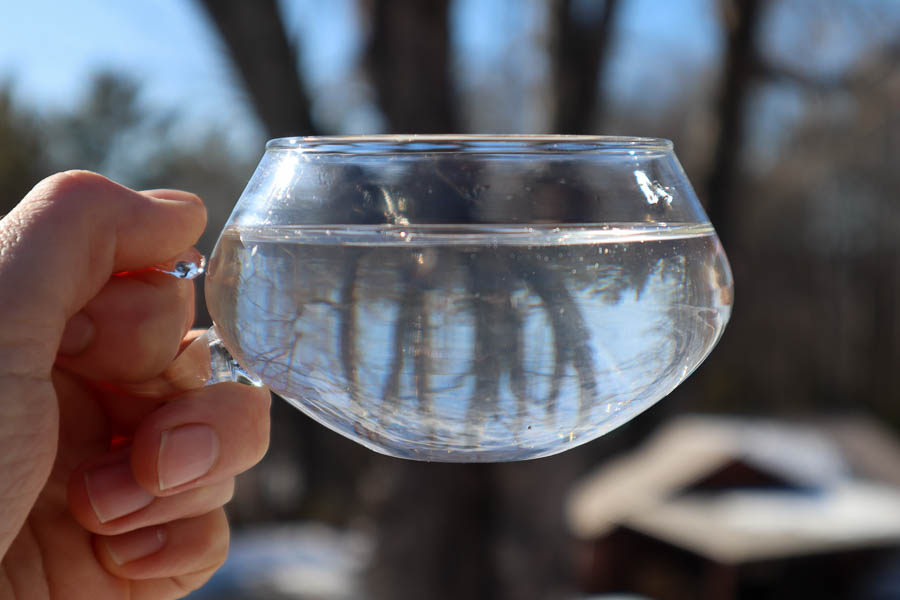 Fresh maple sap in a teacup