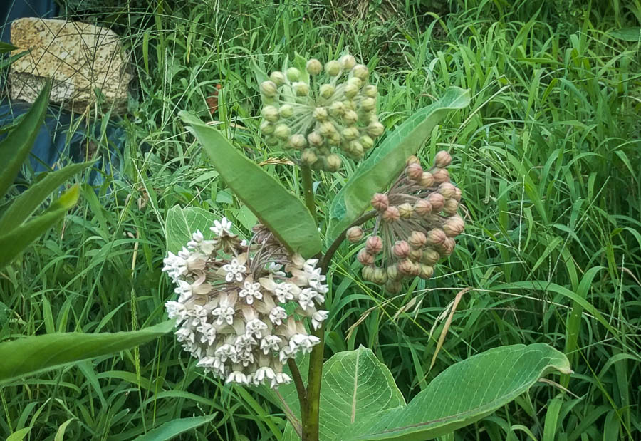 Milkweed flower buds are varying stages of harvest