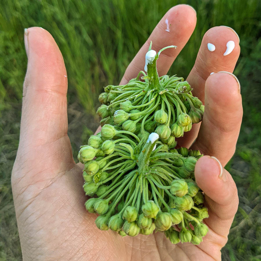 Milkweed bud sap