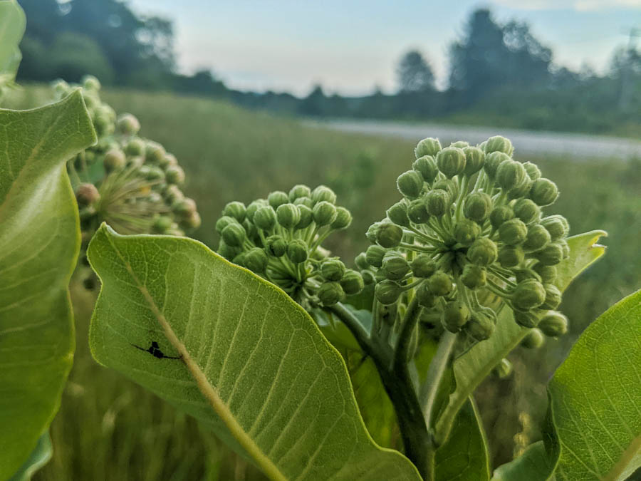 Milkweed buds at the perfect stage to harvest