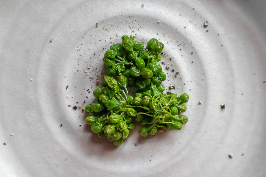 Milkweed buds on a ceramic plate