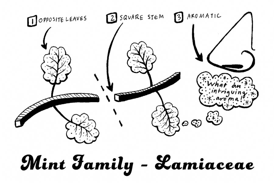 Lamiaceae - Mint Family Botanical Diagram