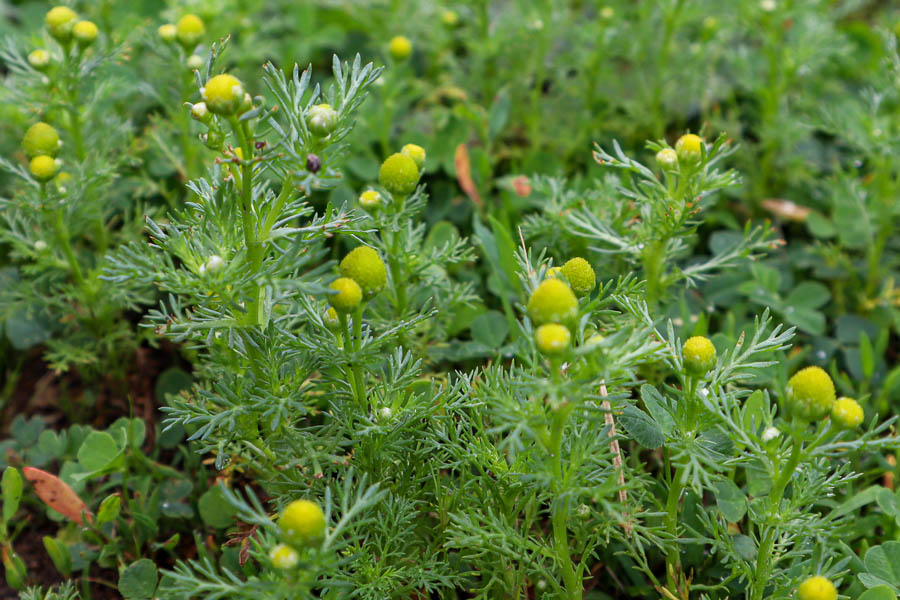 Pineapple-weed