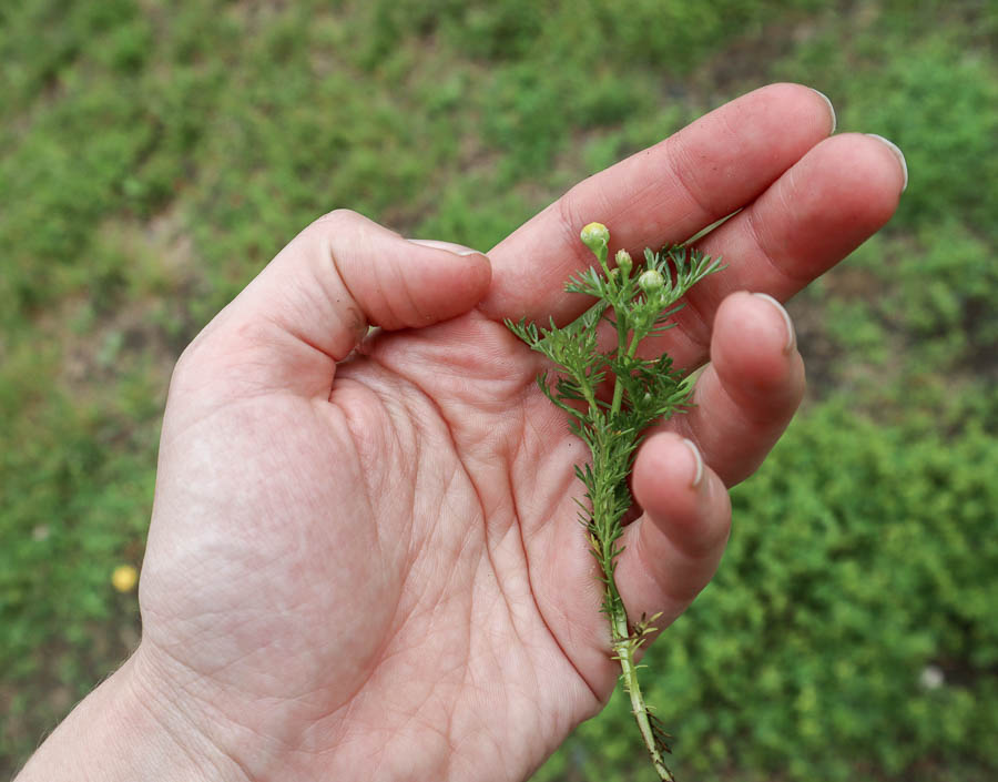 Pineapple-weed in hand