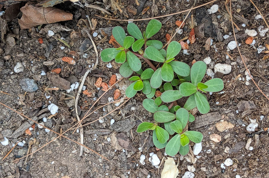 Whorls of young purslane leaves