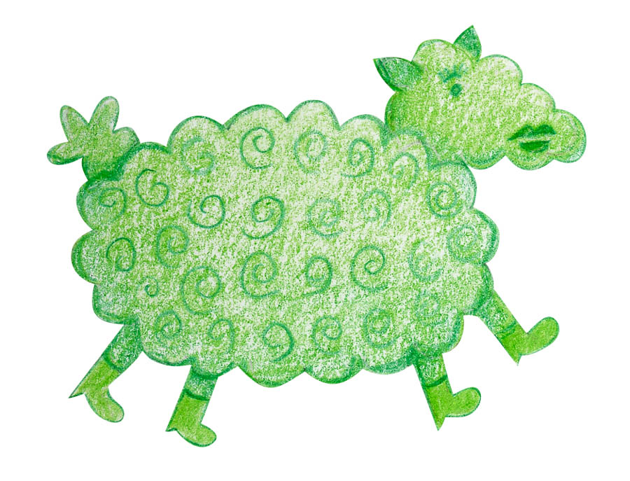 Sheep sorrel drawing