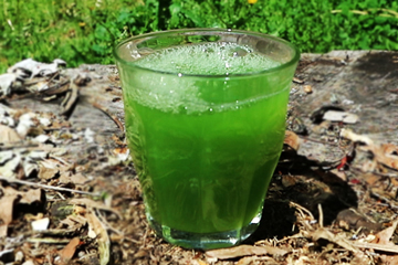 Chickweed and cleavers green juice