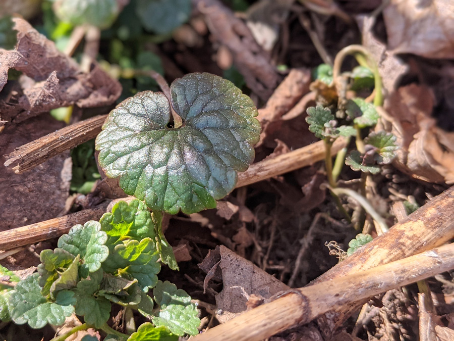 Young ground ivy