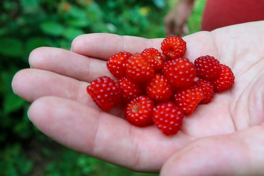 Freshly gathered wineberries