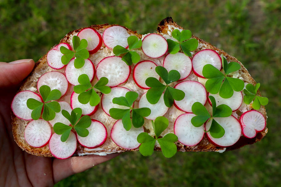 Wood sorrel tartine