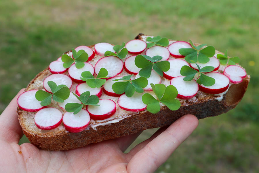 Wood sorrel tartine