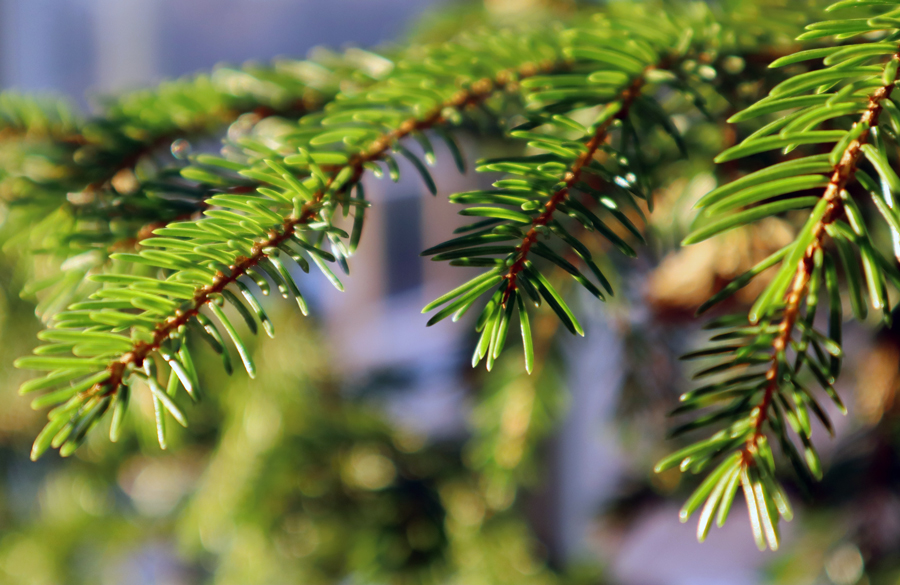 spruce needles close-up